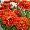 Саженцы Хризантемы Аврора - 5 шт.: фото и описание