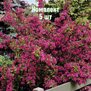 Комплект 5шт / Вейгела гибридная Бристол Руби
