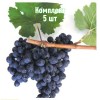 Саженцы Винограда Антей Магарачский - 5 шт.: фото и описание