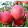 Яблоня Алтайская красавица: фото и описание